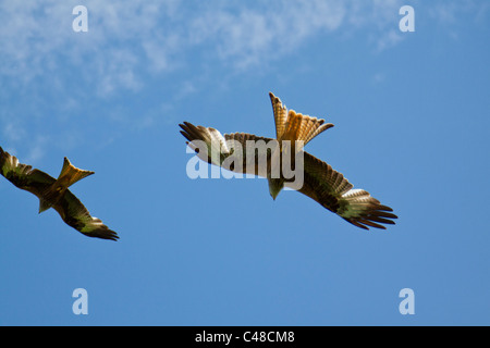 Paar rote Drachen fliegen bei der Fütterung Stadtzentrum in der Nähe Llanddeusant Carmarthenshire Wales. 116332 Red Kite Stockfoto