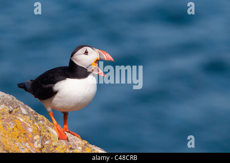 Thront Papageitaucher auf Skomer Island vor der Küste von Pembrokeshire in Wales Stockfoto