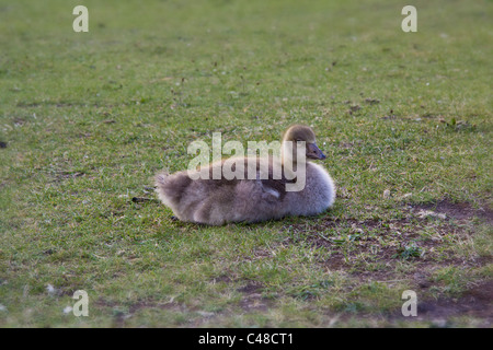 Nehmen eine Pause dazwischen Fütterung dieser schönen Gosling hält ein Auge auf mich Stockfoto