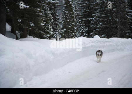 Hund spazieren. Winter. San Bernardino. Mesocco. Schweiz Stockfoto