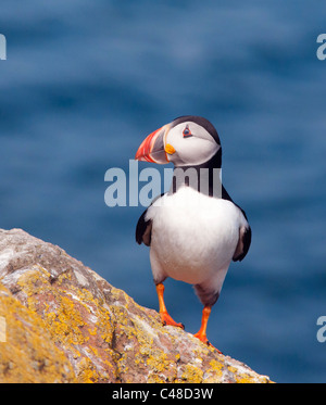 Thront Papageitaucher auf Skomer Island vor der Küste von Pembrokeshire in Wales Stockfoto