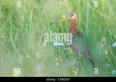 Uferschnepfe, Limosa Limosa, Uferschnepfe, Neusiedler See, Burgenland, Oessterreich, Österreich Stockfoto