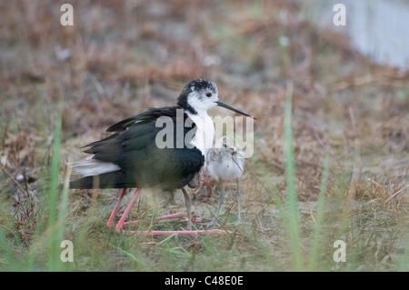 Stelzenlaeufer Mit Jungen, Himantopus Himantopus, Stelzenläufer, mit jungen, Neusiedler See, Oesterreich, Austria Stockfoto