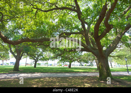 Live Oak Bäume in The Battery Park, südlichen Ende der Halbinsel im historischen Charleston, SC, USA Stockfoto