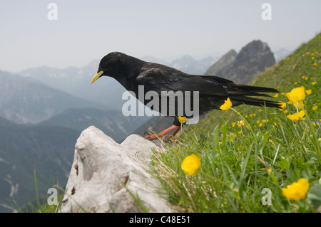 Alpendohle, Pyrrhocorax Graculus, Alpine Alpenkrähe, westlichen Karwendelspitze, Mittenwald, Bayern, Bayern, Deutschland, Deutschland Stockfoto