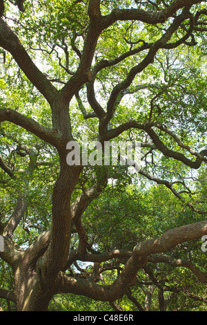 Live Oak Bäume in The Battery Park, südlichen Ende der Halbinsel im historischen Charleston, SC, USA Stockfoto