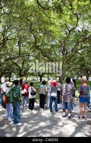 Japanische Touristen betrachten Live Eichen im Battery Park, südlichen Ende der Halbinsel im historischen Charleston, SC, USA Stockfoto