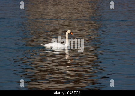 Ein Schwan schwimmt über die Reflexion des Wasserturms an der Kapell-Brücke über die Reuss, Luzern, Schweiz. Stockfoto