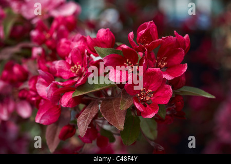 Malus Royalty Crab Apple Tree Blossom Stockfoto