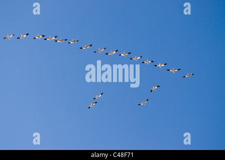 Schneegänse (Chen Caerulescens) während des Fluges in SW in Idaho Stockfoto