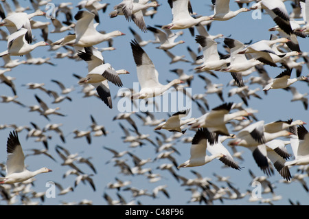 Schneegänse (Chen Caerulescens) während des Fluges in SW in Idaho Stockfoto