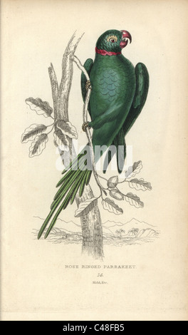 Rose-ringed parakeet, psittacula Krameri. Stockfoto