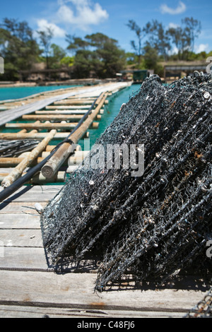 Pearl Oyster Käfige auf Kazu Perlen Perle Bauernhof.  Freitag Island, Torres-Strait-Inseln, Queensland, Australien Stockfoto
