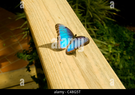 Pulsierende blaue Schmetterling (Lepidoptera) - Key West Butterfly Conservatory Stockfoto