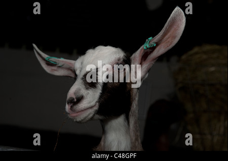 Junge Ziegen in einem Bauernhof namens Stockley Farm in Cheshire England. Stockley Farm ist für die Öffentlichkeit zugänglich, und Besucher können die Ziegen füttern. Stockfoto