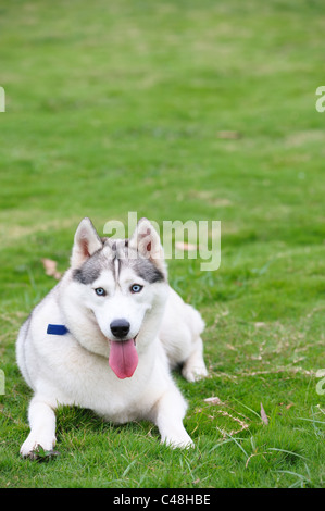 Alaskan Malamute Hund auf der Wiese liegend Stockfoto