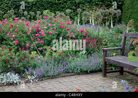 RHS Rosemoor, Strauch-rose Garten Stockfoto