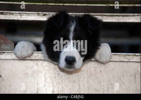 Junger Border-Collie-Welpen aus seiner Feder Stockfoto