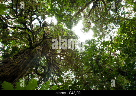 Santa Elena Nebelwald Reservat, Costa Rica Stockfoto