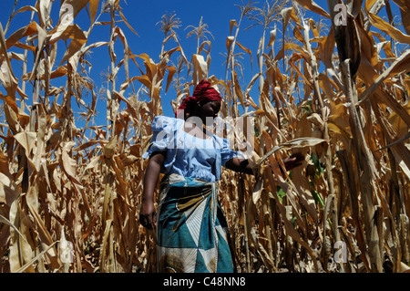 Ein landwirtschaftlicher Arbeitnehmer an einem Maisfeld Arbeiten in Malawi, Afrika Stockfoto