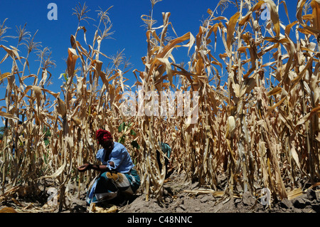 Ein landwirtschaftlicher Arbeitnehmer an einem Maisfeld Arbeiten in Malawi, Afrika Stockfoto