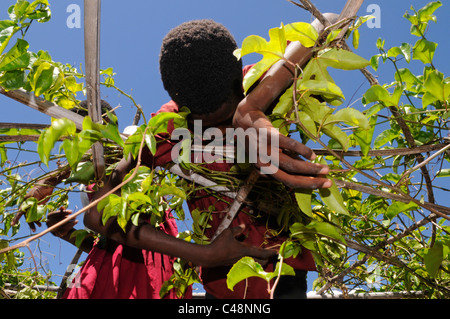 Eine junge Landarbeiter arbeiten Ernten in einer Farm Malawi Afrika Stockfoto