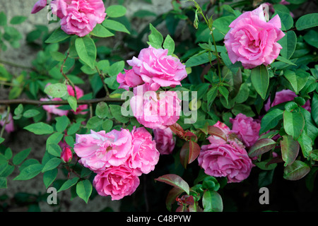 Rosa 'Zéphyrine Drouhin' Bourbon Kletterer Rose Stockfoto