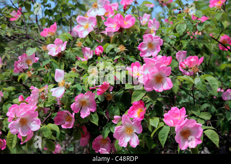 Rosa 'Complicata' AGM Strauch Rose Stockfoto