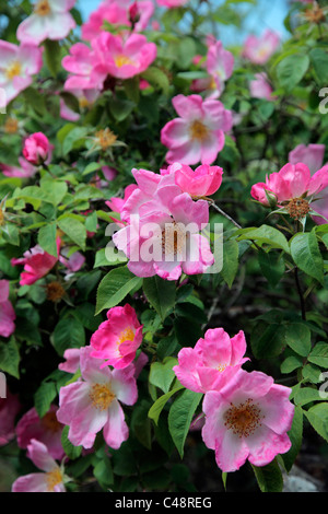 Rosa 'Complicata' AGM Strauch Rose Stockfoto