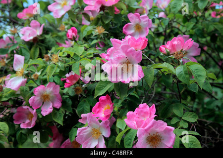 Rosa 'Complicata' AGM Strauch Rose Stockfoto