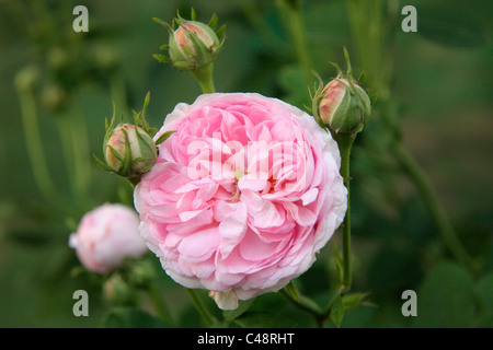 Rosa Strauchrose Gallica "Duchesse de Montebello" AGM Stockfoto