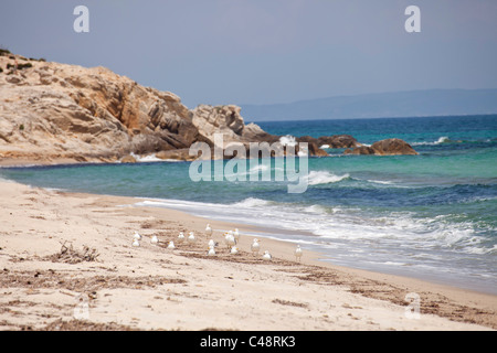 Möwen am Platanitsi Beach in der Nähe von Sarti, Siithonia, Chalkidiki, Griechenland Stockfoto