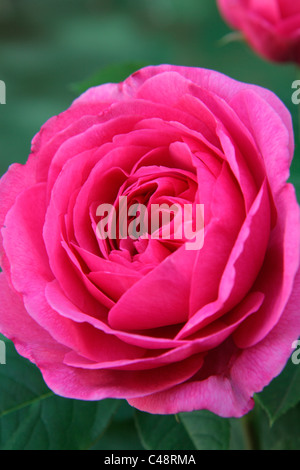 Rosa "Gertrude Jeckyll" David Austin neue englische Rose Stockfoto