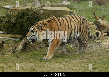 Amur-Tiger-Panthera Tigris Altaica auf der Pirsch in ungewohnter Umgebung Stockfoto