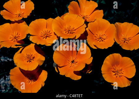 Brillante California Poppy, die amtliche Zustandblume von Kalifornien, seine lebendige orange Blütenblätter in hellem Sonnenlicht öffnet und schließt sie in der Nacht. Stockfoto