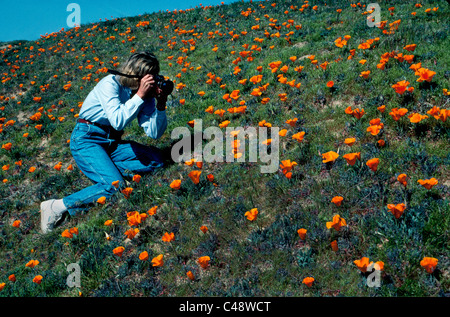 Eine junge Frau fotografiert ein Feld von brilliant orange Wildblumen im Antelope Valley California Poppy Reserve westlich von Lancaster in Kalifornien, USA. Stockfoto