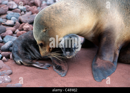 Eine Galapagos-Seelöwen-Mutter schmiegt ihre Welpen, wie sie auf die rosa Sandstrand der Insel Rabida auf den Galapagos Inseln im Pazifischen Ozean liegen. Stockfoto