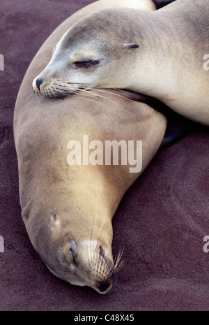 Eine Galápagos-Seelöwen verwendet ein weiteres Siegel, wie eine Kissen wie ruhen auf den rosa sand Strand Rabida Insel in den Galápagos-Inseln im Pazifischen Ozean. Stockfoto