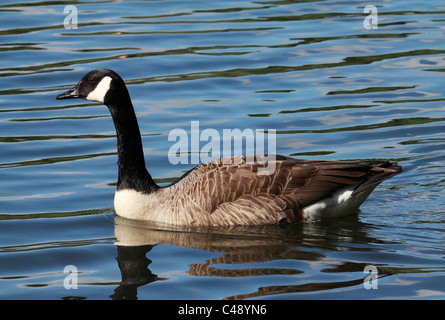 Kanada-Gans Stockfoto