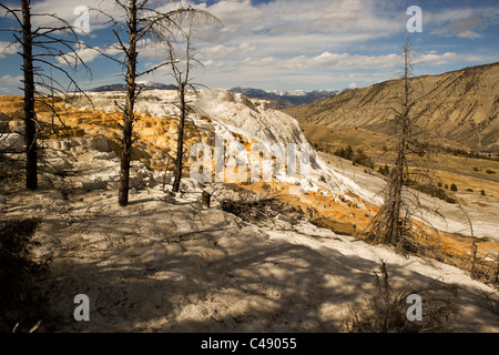 Mammut fällt im Yellowstone National Park. Stockfoto