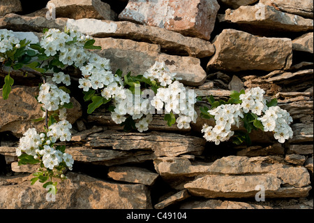 Weißdorn im Cotswold Steinmauer Gloucestershire Glos England UK United Kingdom GB Großbritannien britische Inseln Stockfoto