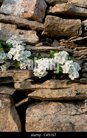 Weißdorn im Cotswold Steinmauer Gloucestershire Glos England UK United Kingdom GB Großbritannien britische Inseln Stockfoto