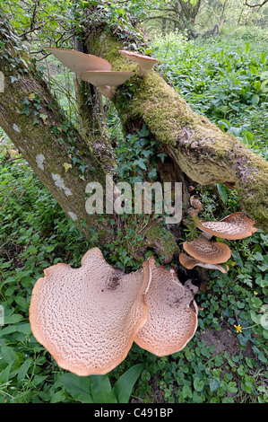 Dryaden Sattel Sapperton Valley Nature Reserve, Stroud, Gloucestershire Glos England UK United Kingdom GB große B Stockfoto