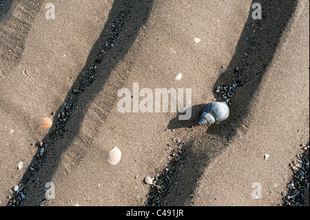 Sand kräuselt sich bei Ebbe mit Hund Wellhornschnecke, wissenschaftlicher Name Nucella Lapilli Somerset England UK United Kingdom GB Grea Stockfoto