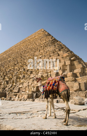 Ein Kamel vor den Pyramiden von Gizeh Stockfoto