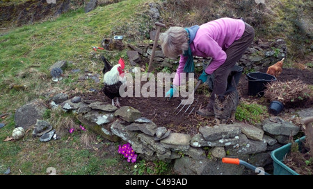 Ältere ältere Frau mit einer Gabel, die im Garten grabt und jäten eine ländliche Marschlandgarten-Steinerei im Frühjahr trägt, trägt Gartenhandschuhe mit Hahn, Huhn und Katzenbeobachtung und rosa Primeln in Carmarthenshire Wales UK KATHY DEWITT Stockfoto