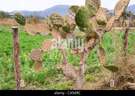 Feigenkaktus wächst entlang des Zauns neben einem Feld wächst eine Ernte von Reis in der Nähe von Mascota, Mexiko. Stockfoto