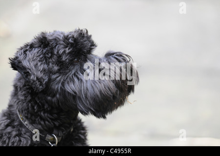 Schwarze Miniatur Schnauser Profil Stockfoto