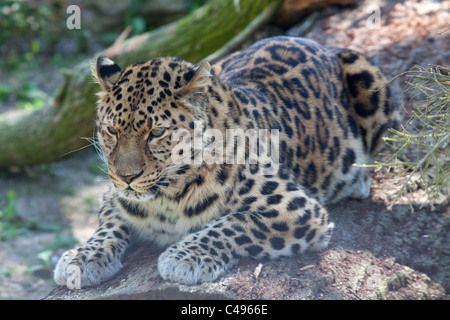 Ein Amur-Leopard, liegend auf einem Ast eines Baumes Stockfoto