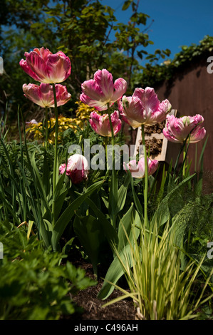 Tulipa "Apricot Parrot" Papageien-Tulpe Stockfoto